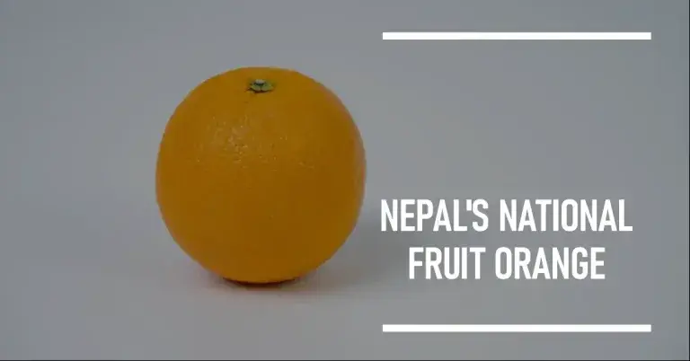 national fruit of nepal: Orange