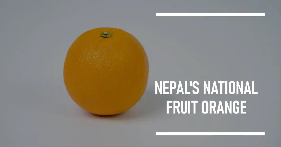 What is national fruit of nepal ? New Update